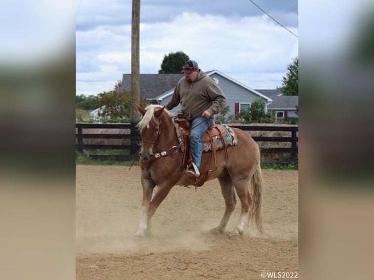 American Quarter Horse Castrone 11 Anni 160 cm Sauro ciliegia in Brookesville KY