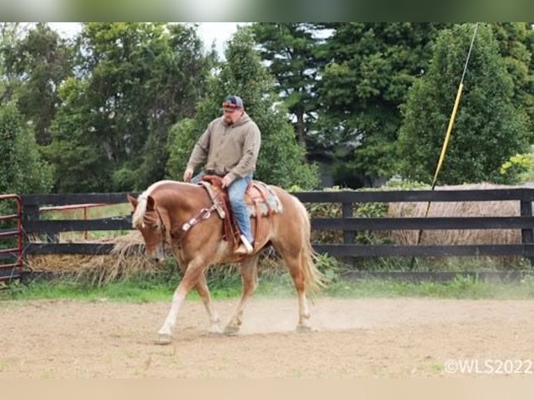 American Quarter Horse Castrone 11 Anni 160 cm Sauro ciliegia in Brookesville KY