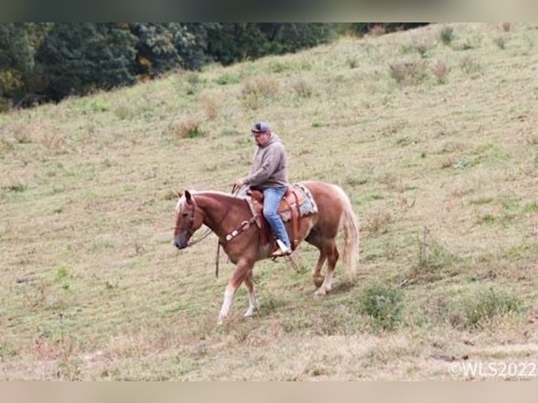 American Quarter Horse Castrone 11 Anni 160 cm Sauro ciliegia in Brookesville KY