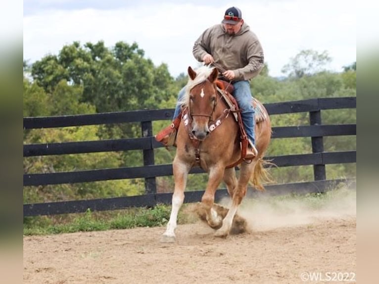 American Quarter Horse Castrone 11 Anni 160 cm Sauro ciliegia in Brookesville KY