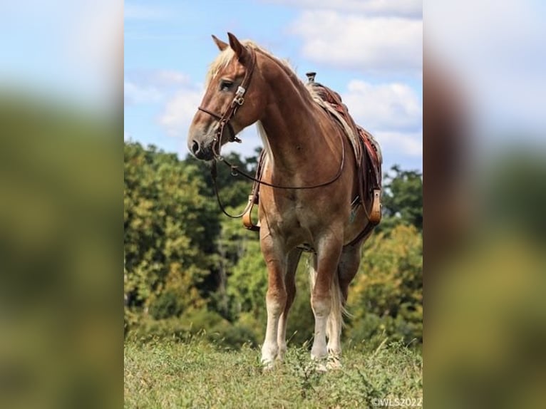 American Quarter Horse Castrone 11 Anni 160 cm Sauro ciliegia in Brookesville KY