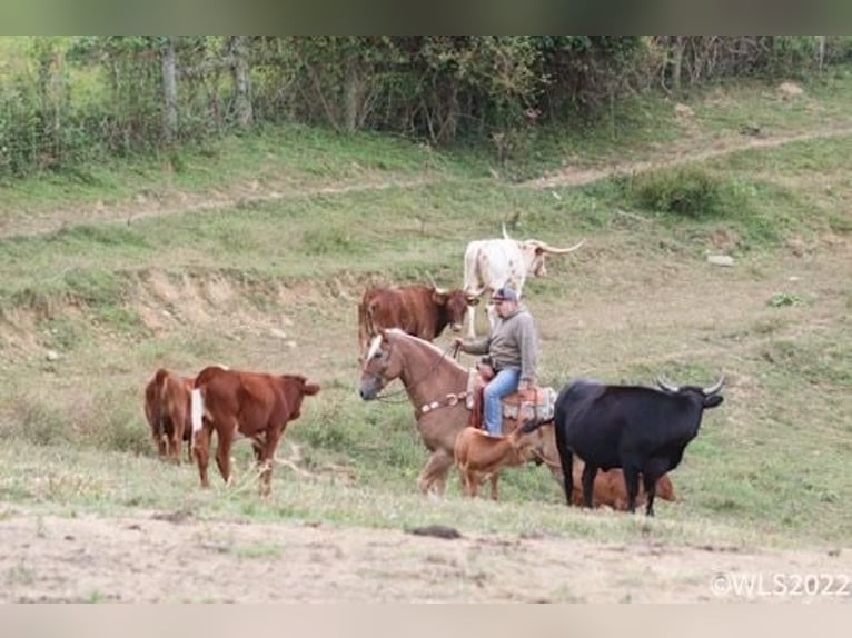 American Quarter Horse Castrone 11 Anni 160 cm Sauro ciliegia in Brookesville KY