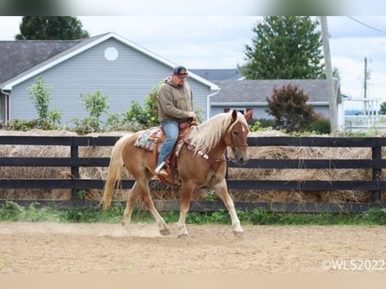 American Quarter Horse Castrone 11 Anni 160 cm Sauro ciliegia in Brookesville KY