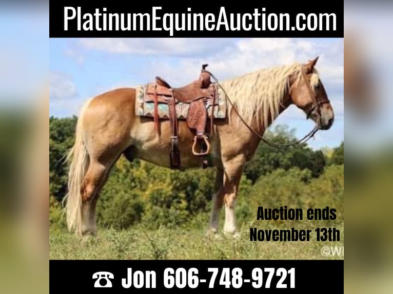 American Quarter Horse Castrone 11 Anni 160 cm Sauro ciliegia in Brookesville KY