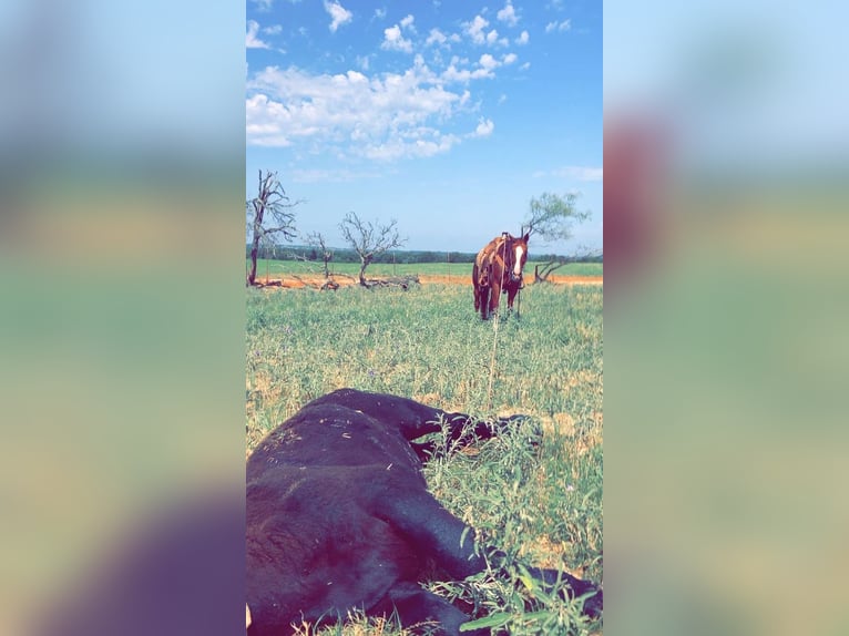 American Quarter Horse Castrone 11 Anni 160 cm Sauro ciliegia in Stephenville, TX