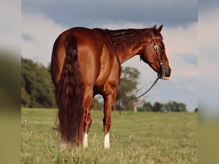 American Quarter Horse Castrone 11 Anni 160 cm Sauro ciliegia in Stephenville, TX