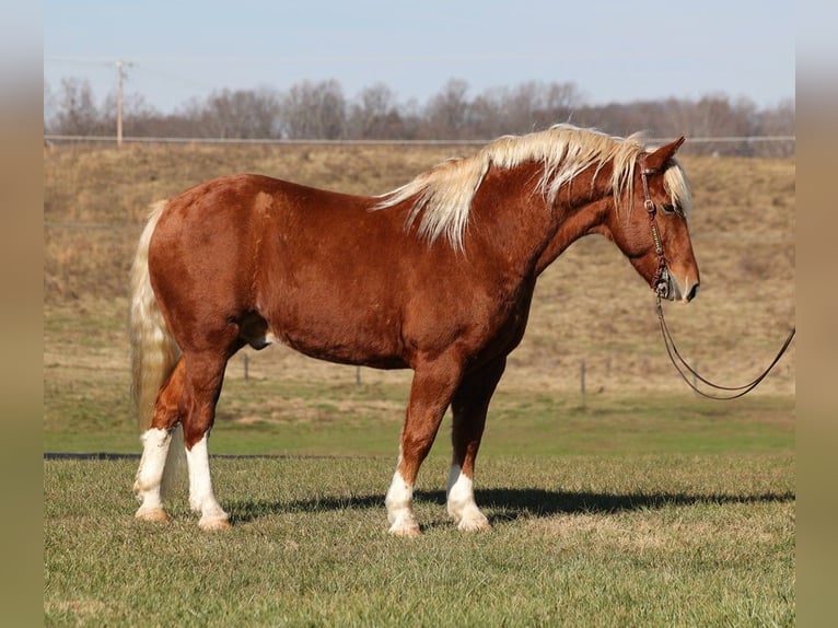 American Quarter Horse Castrone 11 Anni 160 cm Sauro ciliegia in Parkers Lake, KY