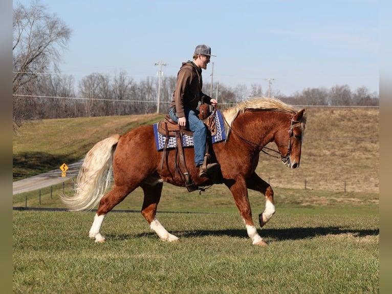 American Quarter Horse Castrone 11 Anni 160 cm Sauro ciliegia in Parkers Lake, KY