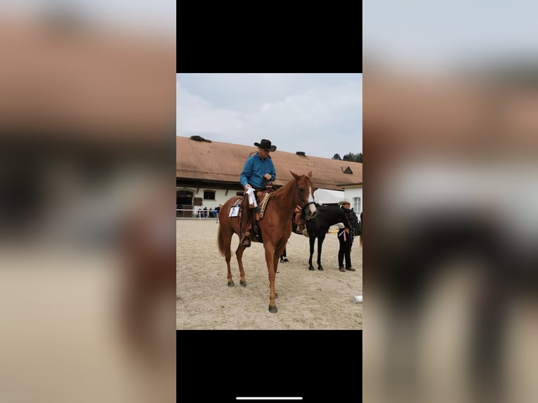 American Quarter Horse Castrone 11 Anni 160 cm Sauro in Bonfol