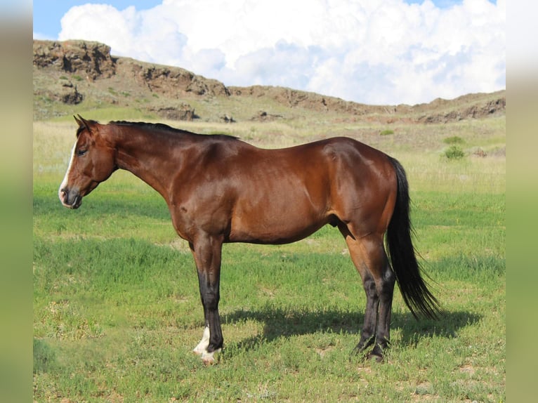 American Quarter Horse Castrone 11 Anni 163 cm Baio ciliegia in Weatherford TX