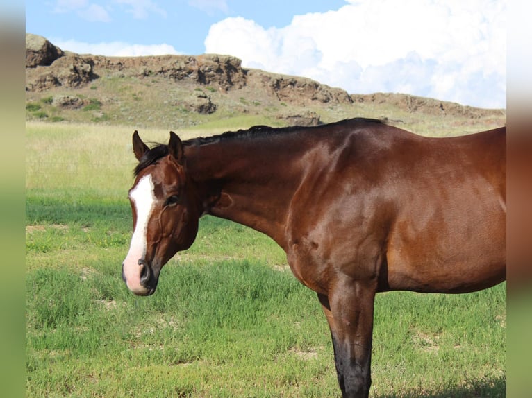 American Quarter Horse Castrone 11 Anni 163 cm Baio ciliegia in Weatherford TX