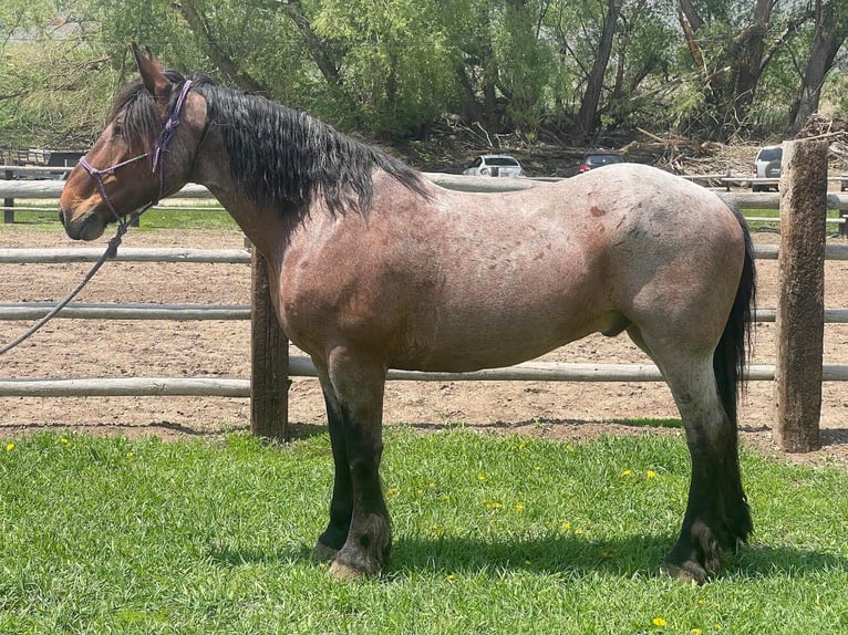 American Quarter Horse Castrone 11 Anni 163 cm Baio roano in Herber City, UT