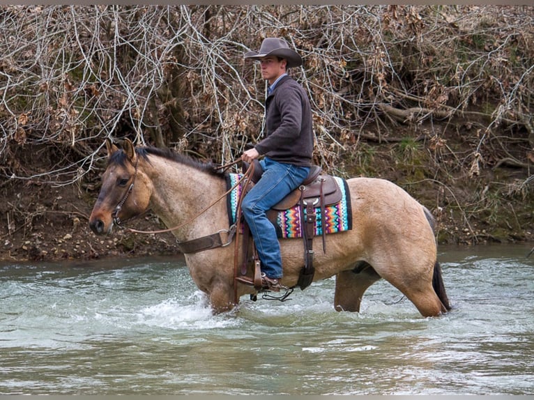 American Quarter Horse Castrone 11 Anni 163 cm Falbo in Mount Vernon KY