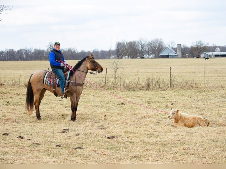 American Quarter Horse Castrone 11 Anni 163 cm Falbo in Mount Vernon KY