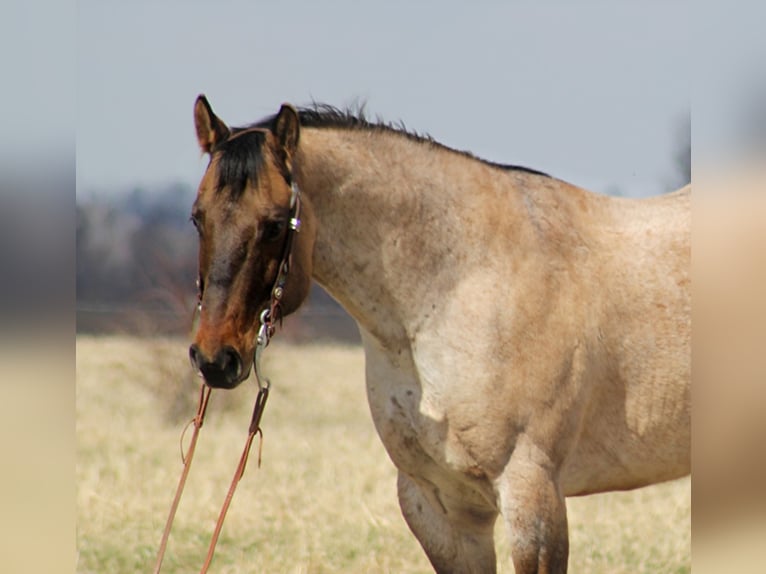 American Quarter Horse Castrone 11 Anni 163 cm Falbo in Mount Vernon KY