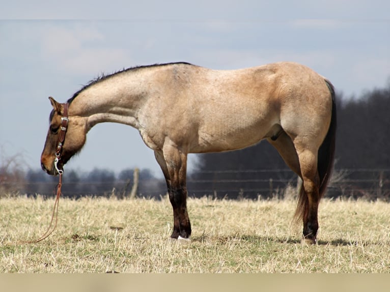 American Quarter Horse Castrone 11 Anni 163 cm Falbo in Mount Vernon KY