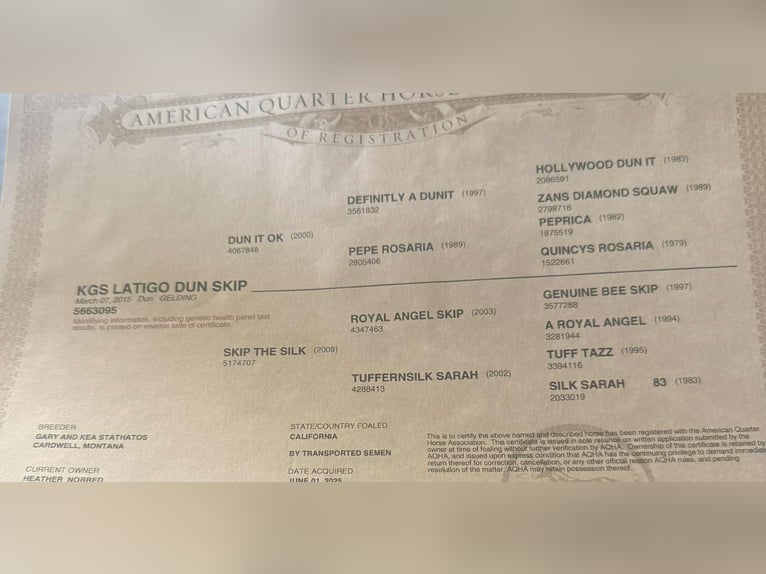 American Quarter Horse Castrone 11 Anni 163 cm Falbo in Paicines CA