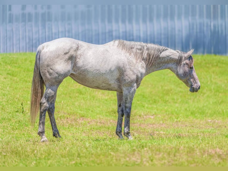 American Quarter Horse Castrone 11 Anni 163 cm Grigio in Weatherford TX