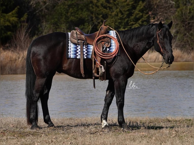 American Quarter Horse Castrone 11 Anni 163 cm Morello in Terrell, TX