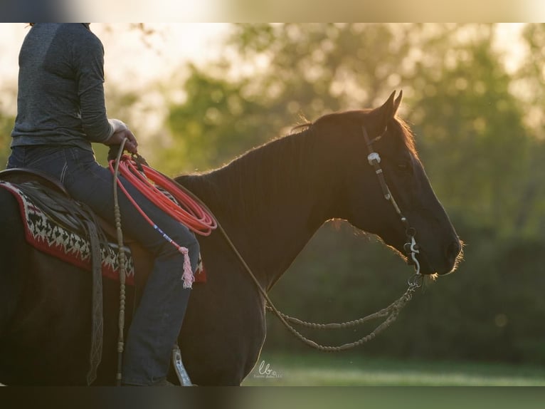 American Quarter Horse Castrone 11 Anni 163 cm Morello in Terrell, TX