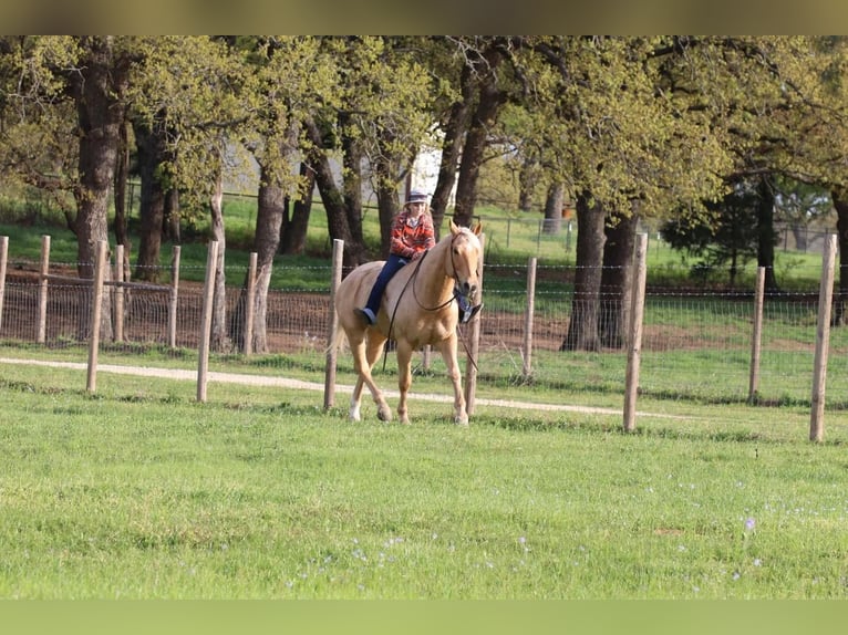 American Quarter Horse Castrone 11 Anni 163 cm Palomino in Joshua, TX