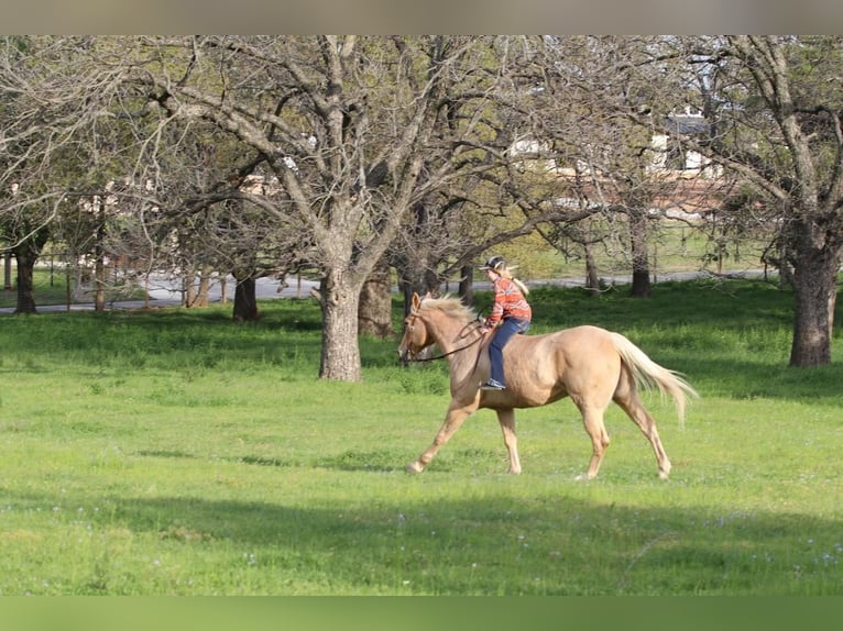 American Quarter Horse Castrone 11 Anni 163 cm Palomino in Joshua, TX