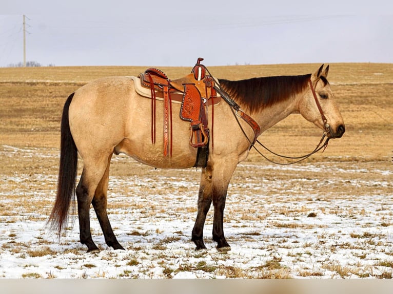 American Quarter Horse Castrone 11 Anni 163 cm Pelle di daino in Clarion, PA