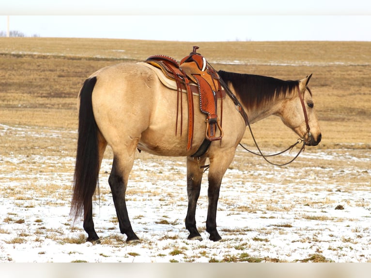 American Quarter Horse Castrone 11 Anni 163 cm Pelle di daino in Clarion, PA