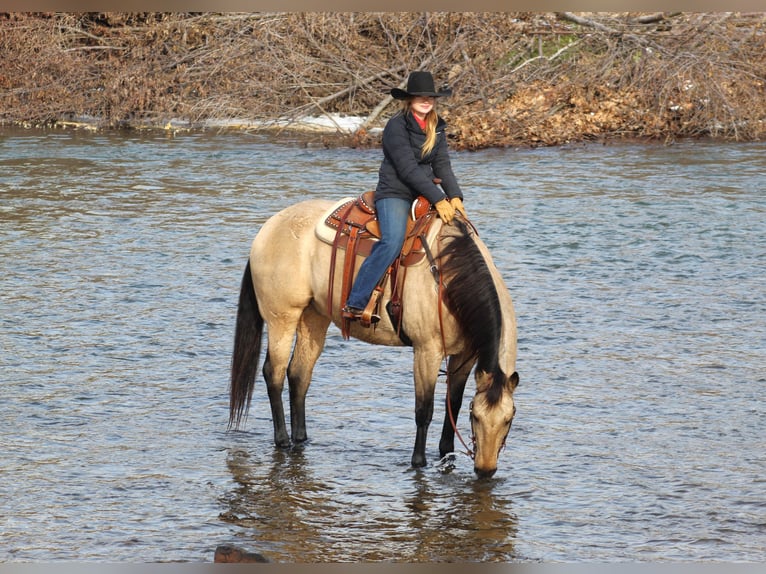 American Quarter Horse Castrone 11 Anni 163 cm Pelle di daino in Clarion, PA