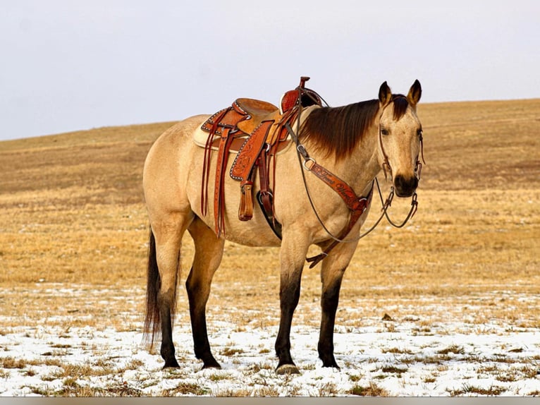 American Quarter Horse Castrone 11 Anni 163 cm Pelle di daino in Clarion, PA