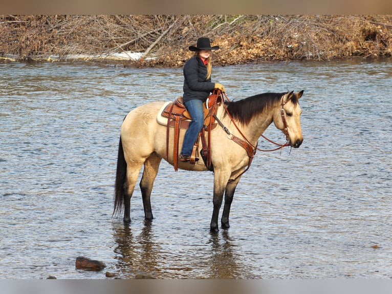 American Quarter Horse Castrone 11 Anni 163 cm Pelle di daino in Clarion, PA