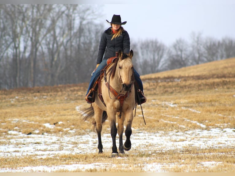 American Quarter Horse Castrone 11 Anni 163 cm Pelle di daino in Clarion, PA