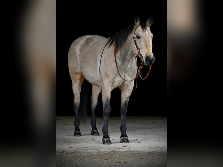 American Quarter Horse Castrone 11 Anni 163 cm Pelle di daino in Clarion, PA