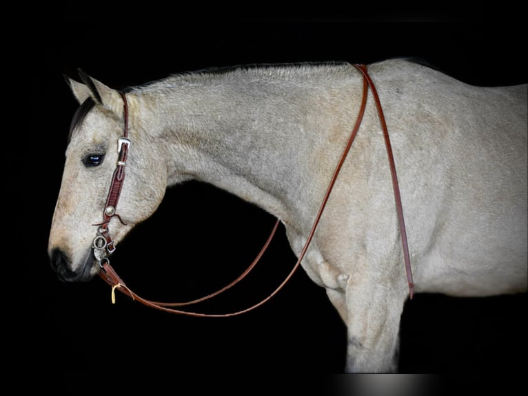 American Quarter Horse Castrone 11 Anni 163 cm Pelle di daino in Clarion, PA