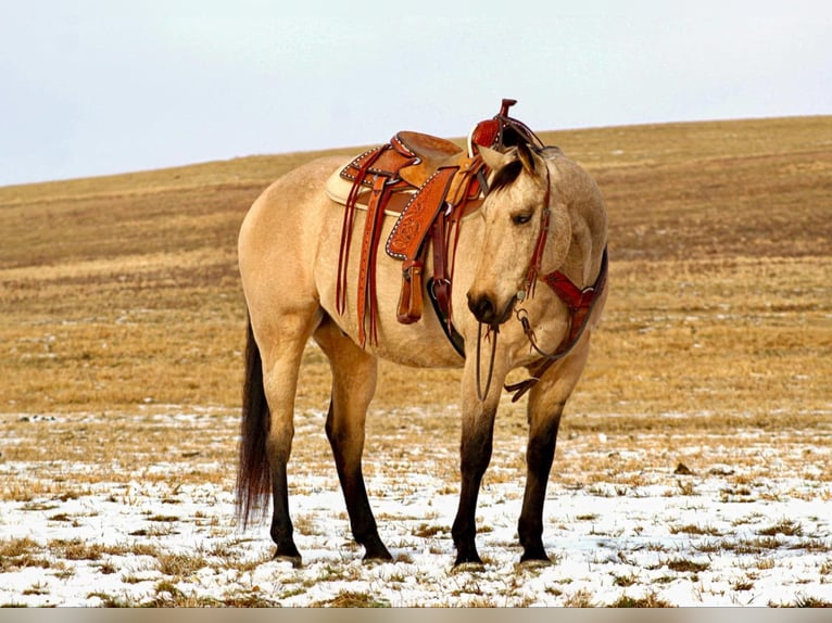 American Quarter Horse Castrone 11 Anni 163 cm Pelle di daino in Clarion, PA