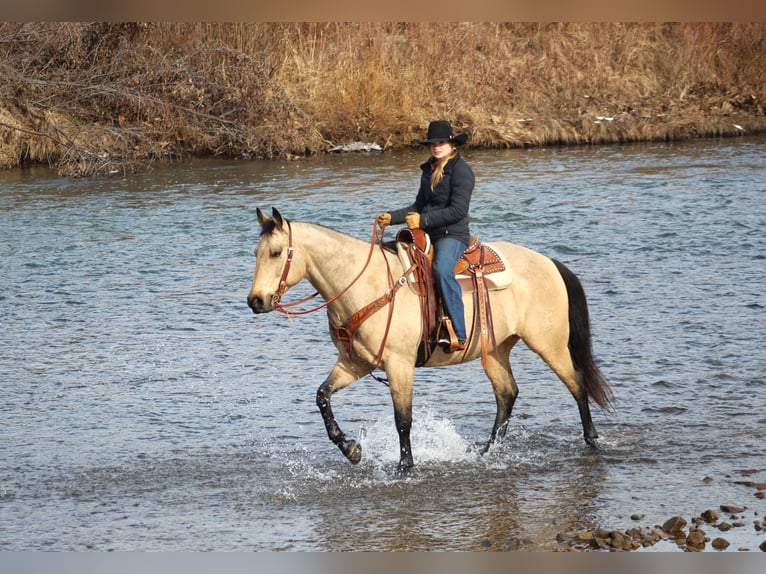 American Quarter Horse Castrone 11 Anni 163 cm Pelle di daino in Clarion, PA