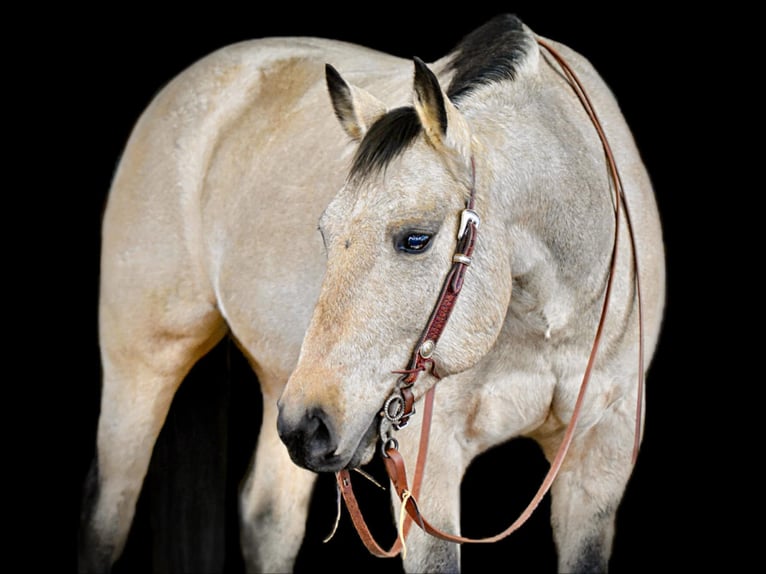 American Quarter Horse Castrone 11 Anni 163 cm Pelle di daino in Clarion, PA