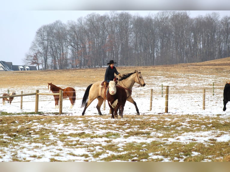 American Quarter Horse Castrone 11 Anni 163 cm Pelle di daino in Clarion, PA