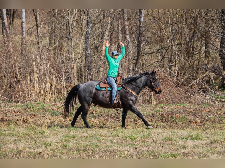 American Quarter Horse Castrone 11 Anni 163 cm Roano blu in Hillsboro KY