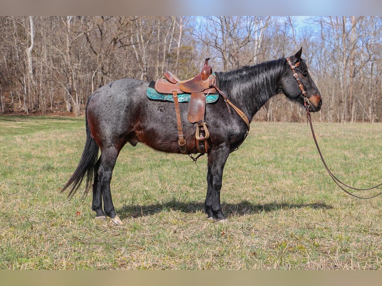 American Quarter Horse Castrone 11 Anni 163 cm Roano blu in Hillsboro KY