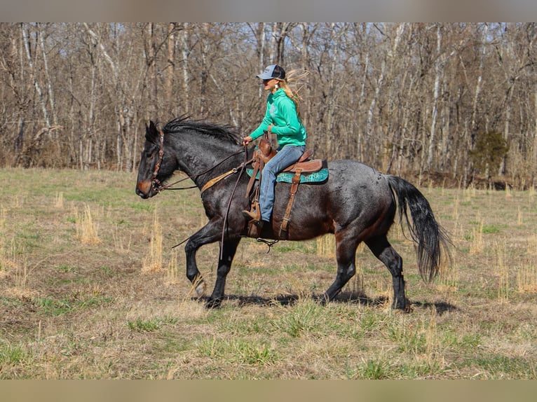 American Quarter Horse Castrone 11 Anni 163 cm Roano blu in Hillsboro KY