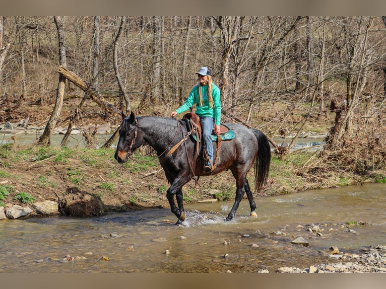 American Quarter Horse Castrone 11 Anni 163 cm Roano blu in Hillsboro KY