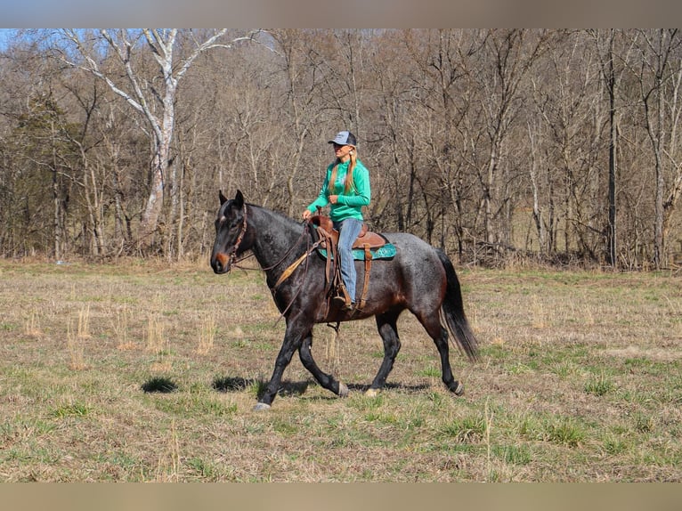 American Quarter Horse Castrone 11 Anni 163 cm Roano blu in Hillsboro KY