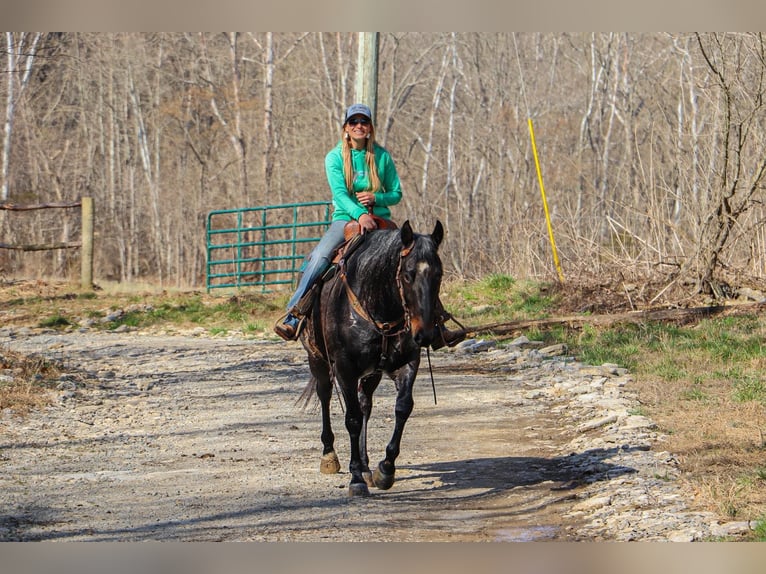 American Quarter Horse Castrone 11 Anni 163 cm Roano blu in Hillsboro KY