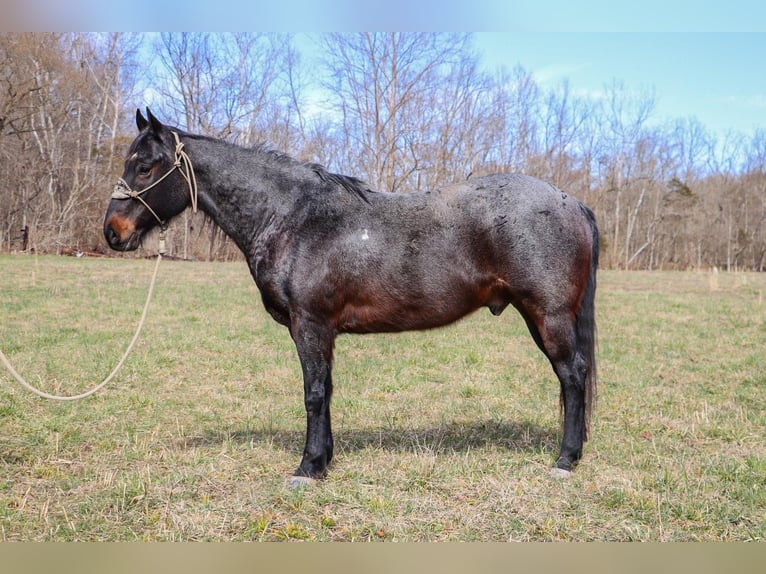 American Quarter Horse Castrone 11 Anni 163 cm Roano blu in Hillsboro KY