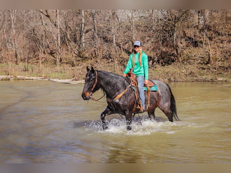 American Quarter Horse Castrone 11 Anni 163 cm Roano blu in Hillsboro KY