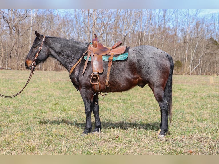 American Quarter Horse Castrone 11 Anni 163 cm Roano blu in Hillsboro KY