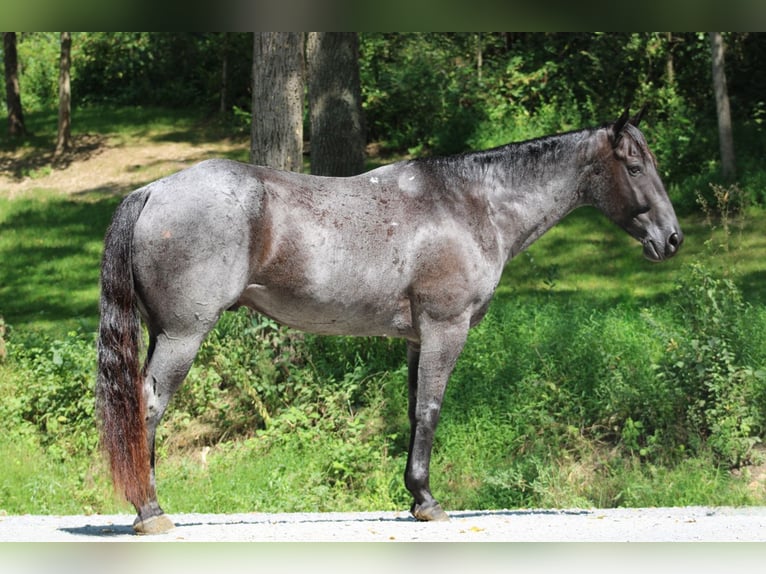 American Quarter Horse Castrone 11 Anni 163 cm Roano blu in Liverpool, PA
