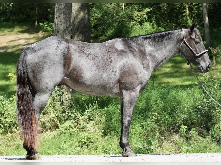 American Quarter Horse Castrone 11 Anni 163 cm Roano blu in Liverpool, PA
