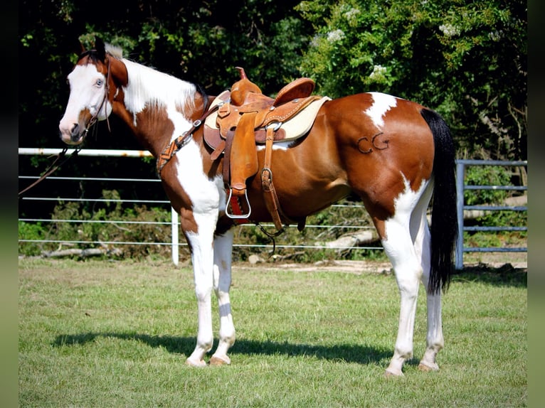 American Quarter Horse Castrone 11 Anni 163 cm Tobiano-tutti i colori in Grapeland TX